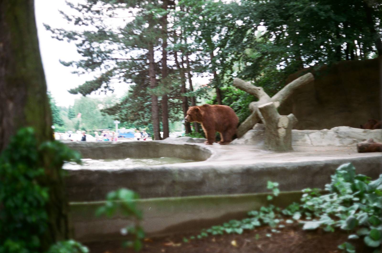 Tierpark Hagenbeck 1991 - Kodiak Bear in the old exhibit