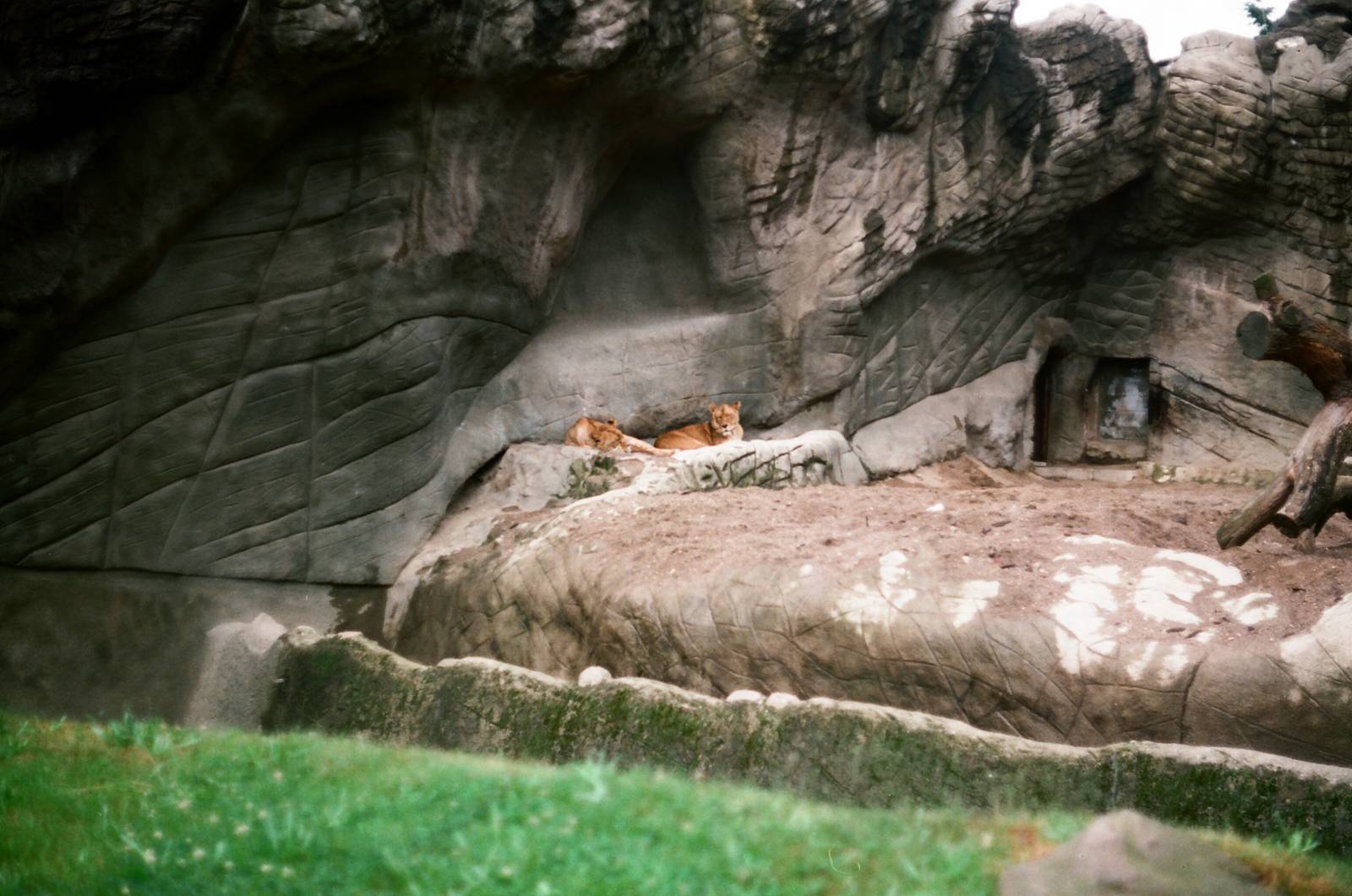 Tierpark Hagenbeck 1991 - Lion exhibit