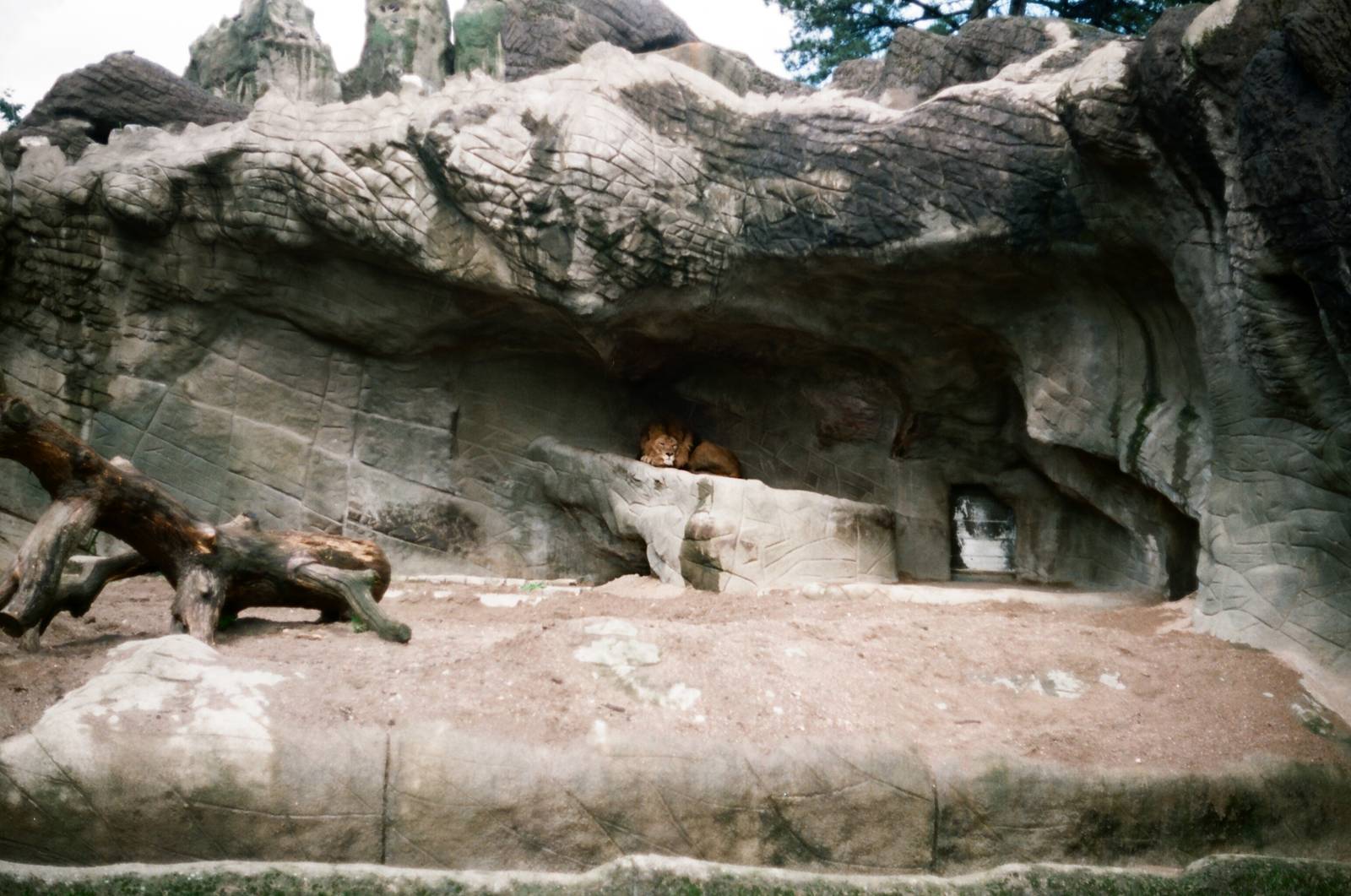 Tierpark Hagenbeck 1991 - Lion exhibit