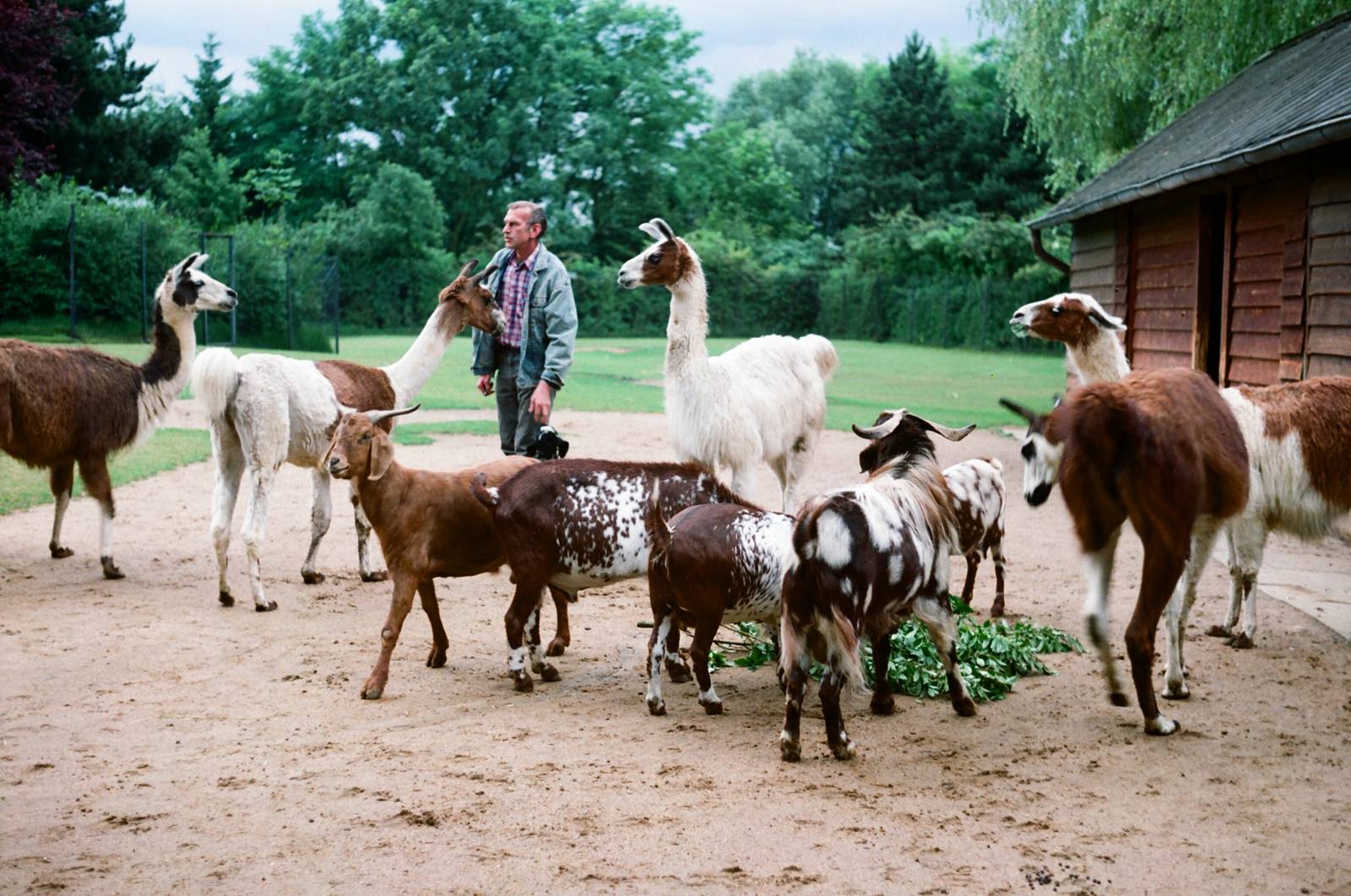 Tierpark Hagenbeck 1991 - Llama and goat enclosure
