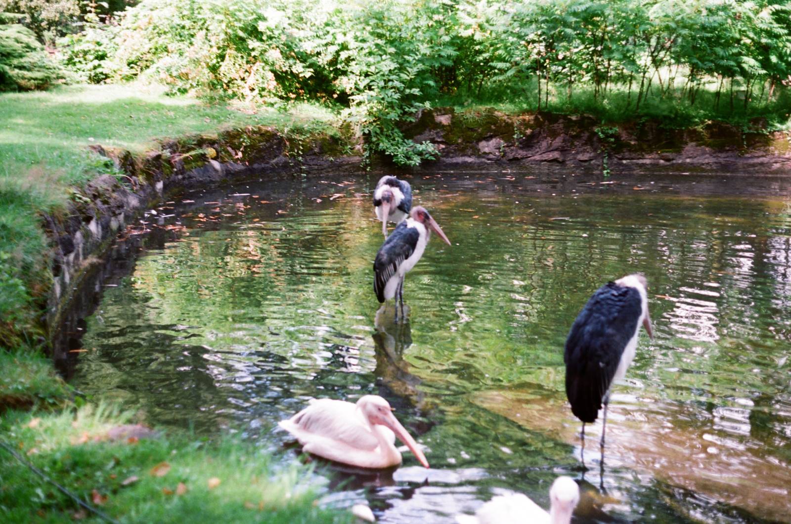 Tierpark Hagenbeck 1991 - Marabu Storks and Pelican