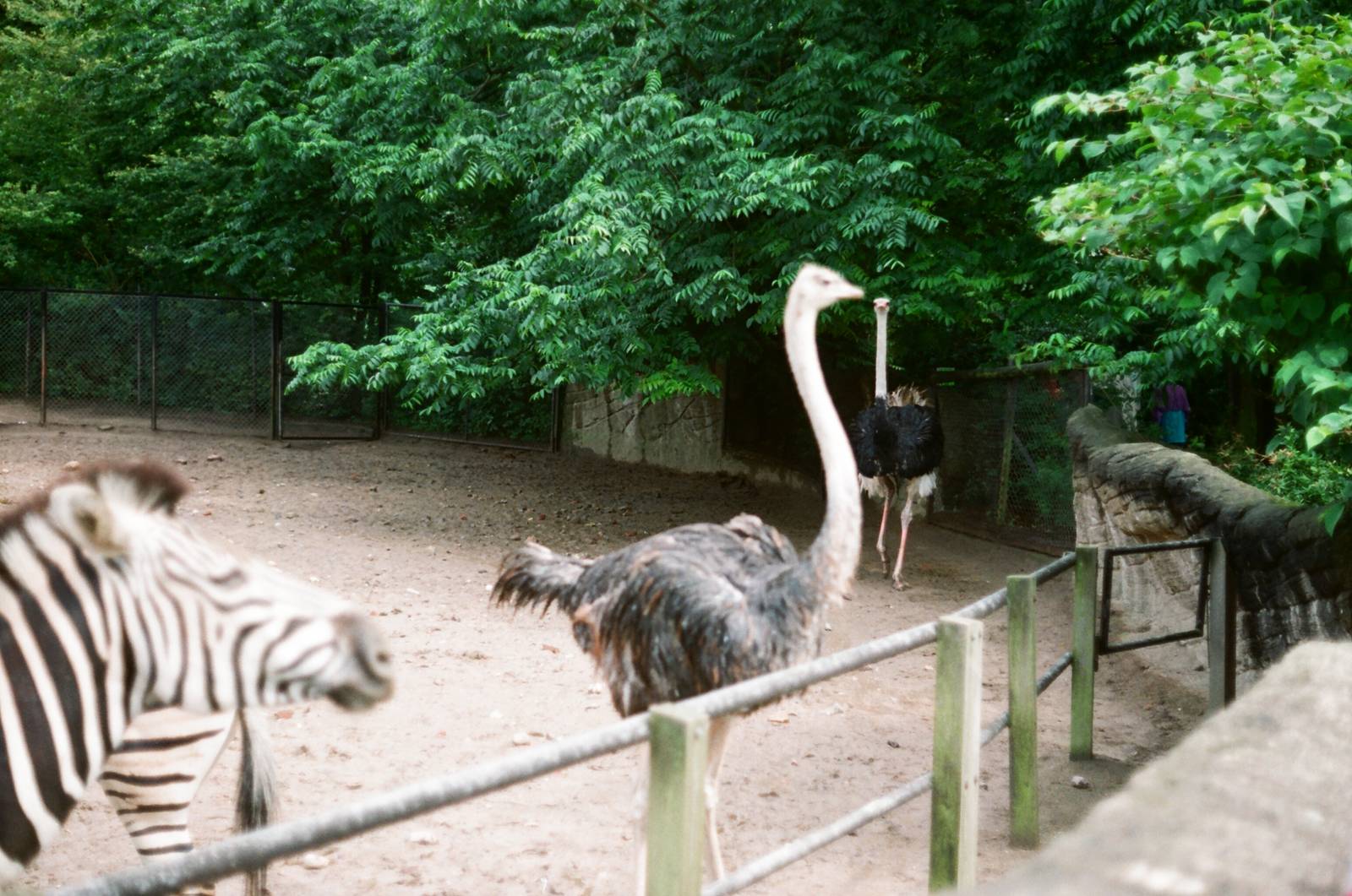 Tierpark Hagenbeck 1991 - Ostriches and Zebra