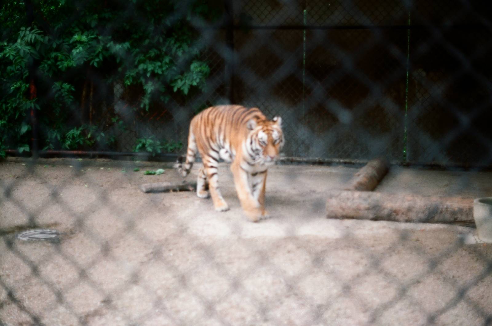 Tierpark Hagenbeck 1991 - Siberian Tiger in a side-exhibit