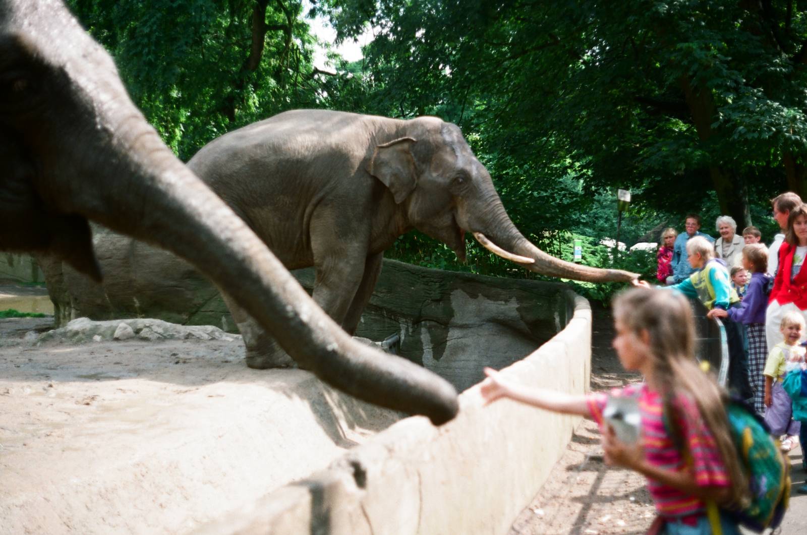 Tierpark Hagenbeck 1991 - Visitors feeding elephants