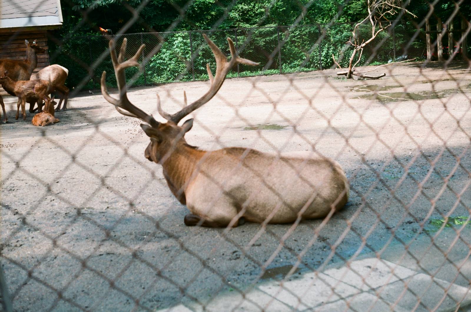 Tierpark Hagenbeck 1991 - Wapiti bull