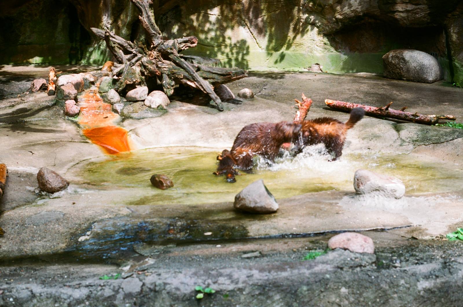 Tierpark Hagenbeck 1991 - Wolverine fighting