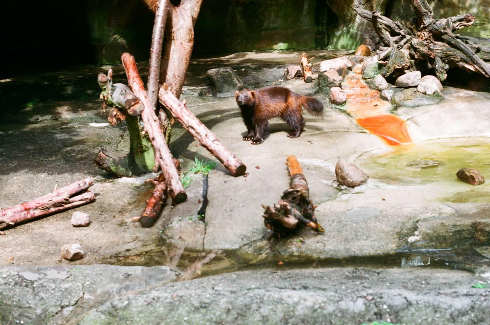 Tierpark Hagenbeck 1991 - Wolverine