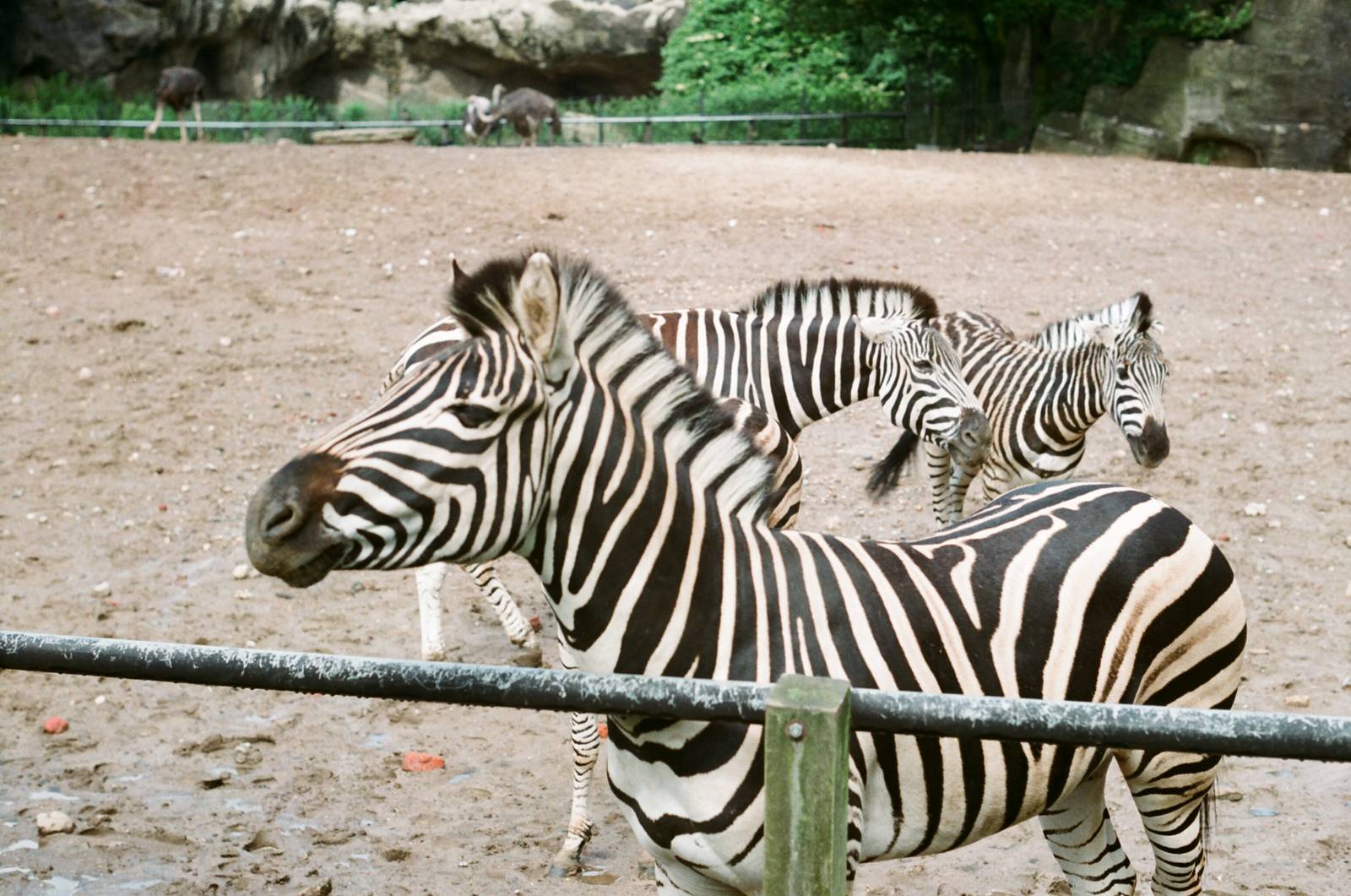 Tierpark Hagenbeck 1991 - Zebra and Ostrich enclosure