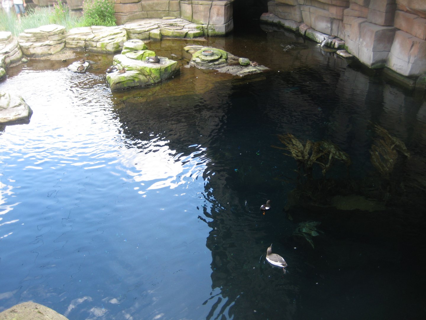 Tierpark Hagenbeck - Arctic aviary