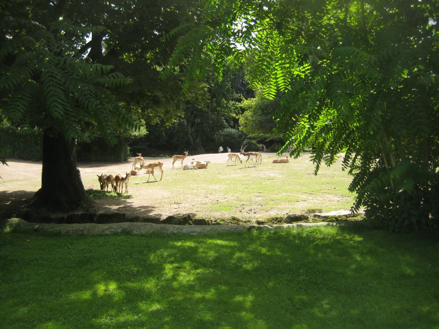 Tierpark Hagenbeck - Asian steppe
