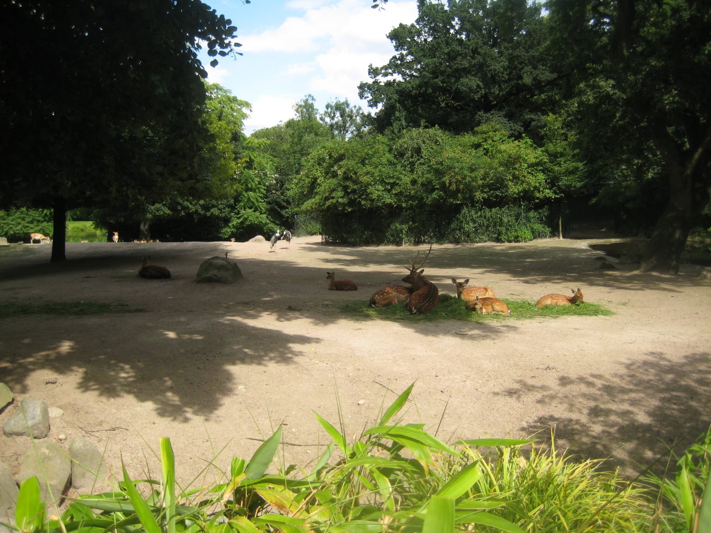 Tierpark Hagenbeck - Asian steppe
