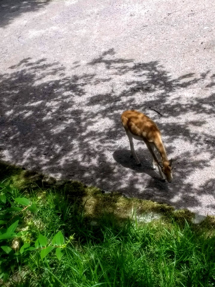 Tierpark Hagenbeck- blackbuck- 2020