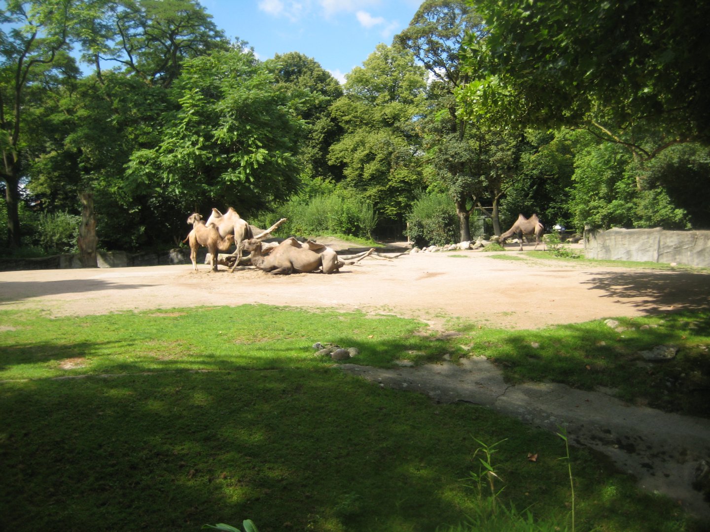 Tierpark Hagenbeck - Camel exhibit