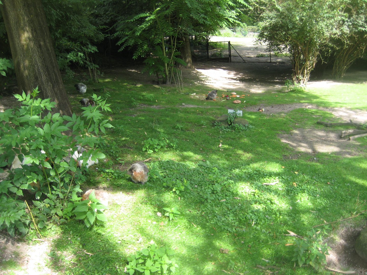 Tierpark Hagenbeck - Chicken exhibit