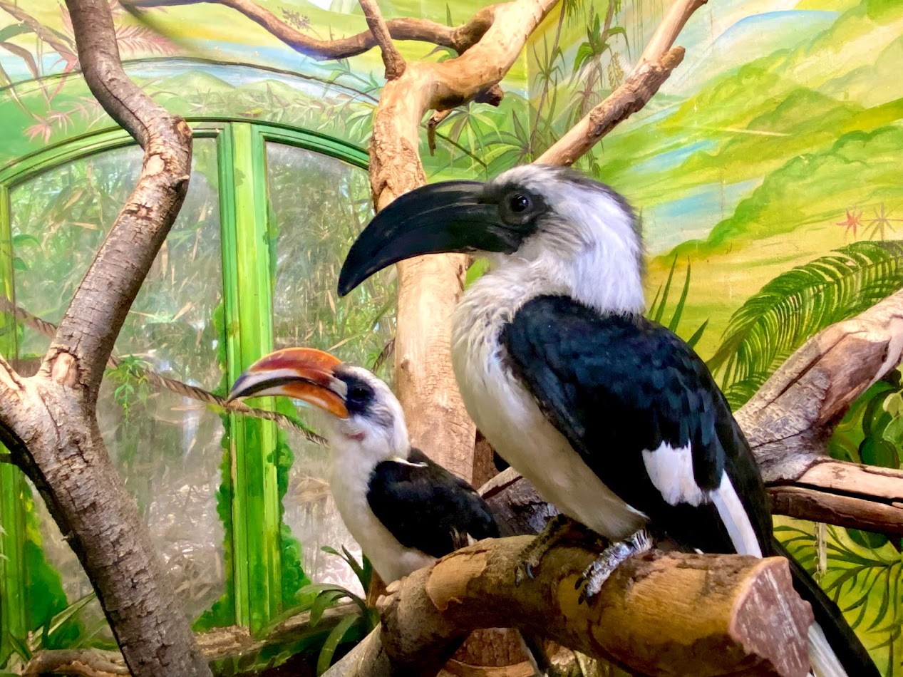 Tierpark Hagenbeck- Decken's hornbill- 2022