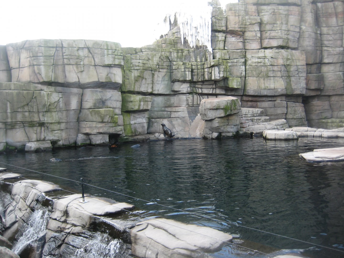 Tierpark Hagenbeck - Fur seal exhibit
