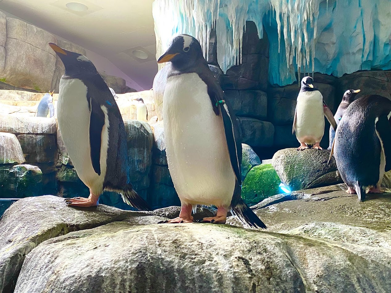 Tierpark Hagenbeck- gentoo penguin- 2022