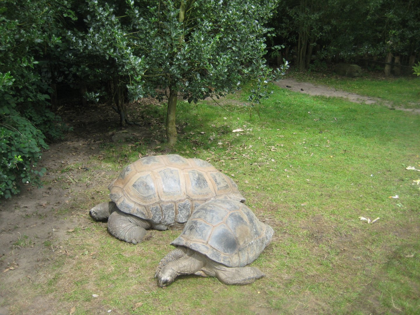 Tierpark Hagenbeck - Giant tortoise exhibit