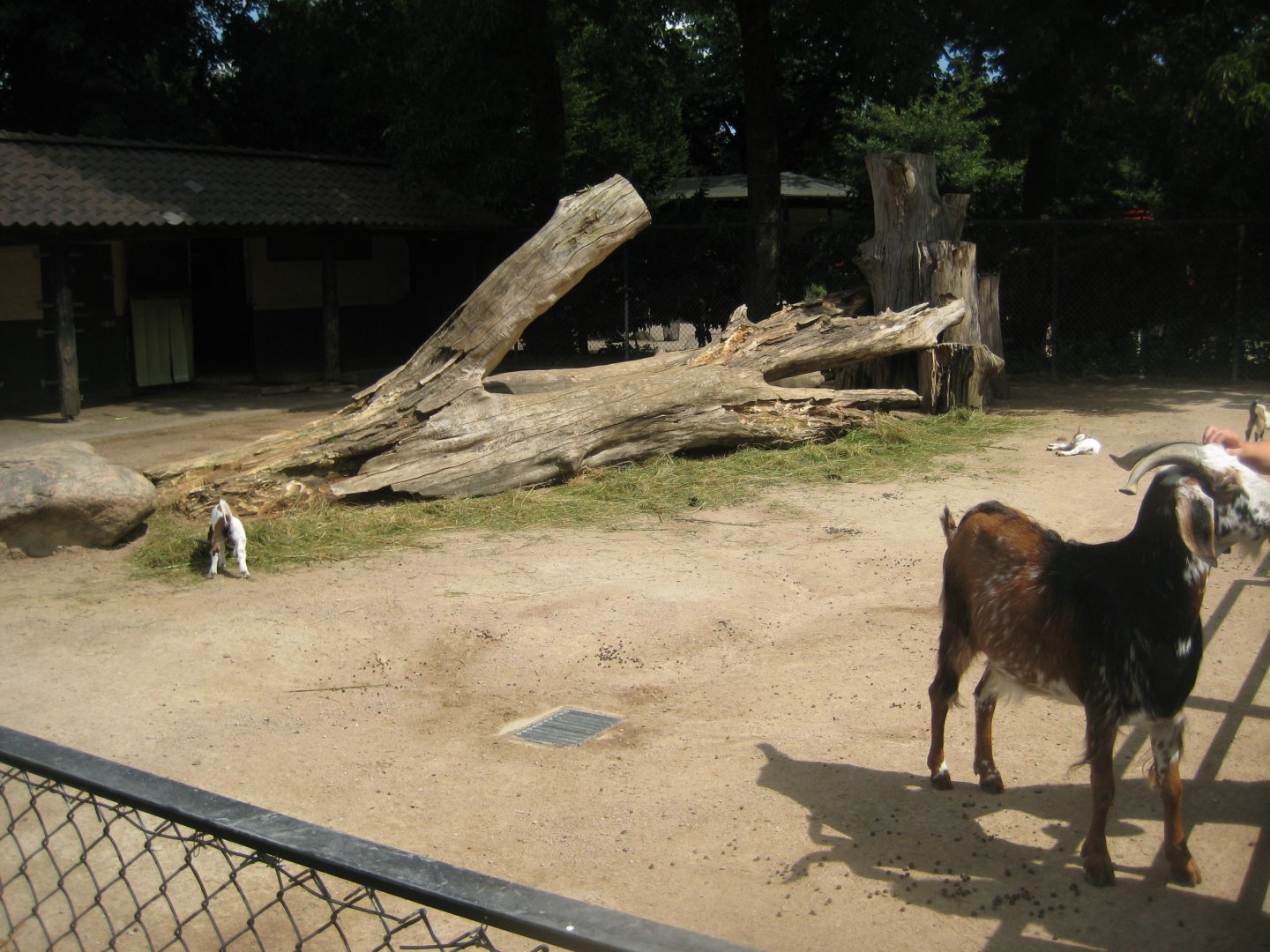 Tierpark Hagenbeck - Goat exhibit