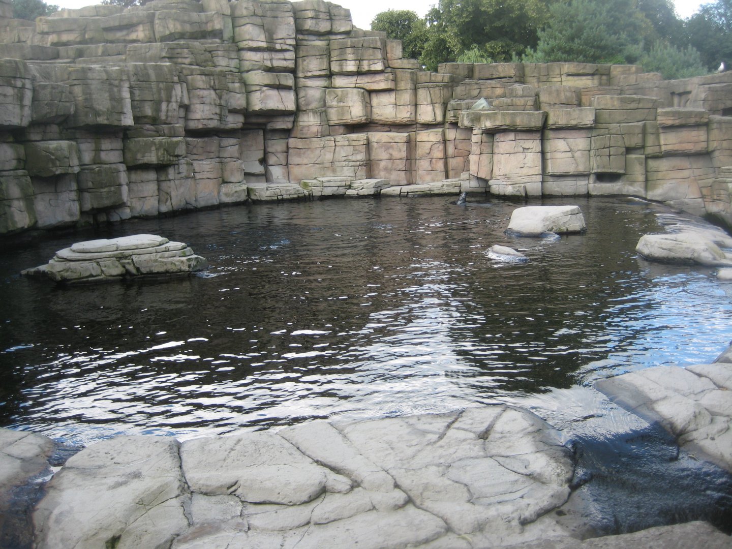 Tierpark Hagenbeck - Grey seal exhibit