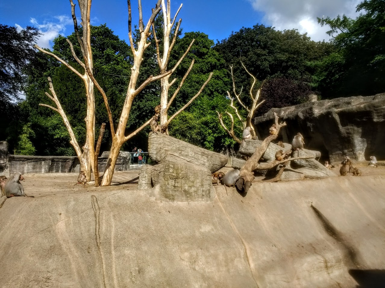 Tierpark Hagenbeck- hamadryas baboon rock- 2020
