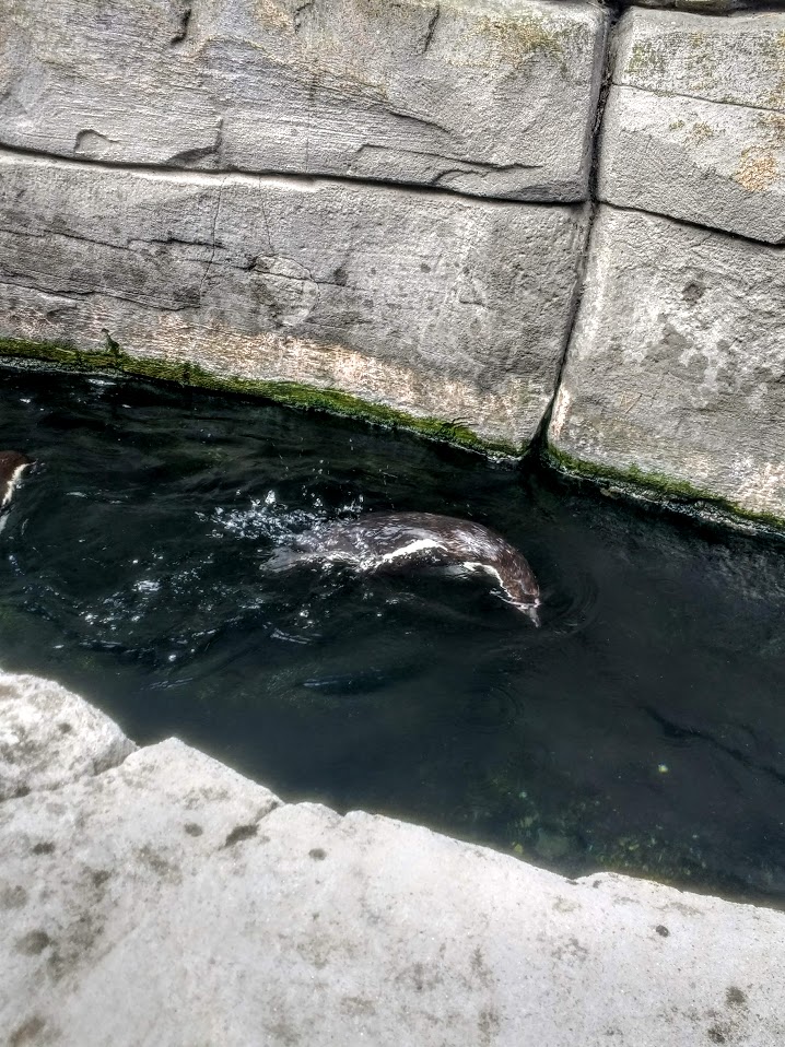 Tierpark Hagenbeck- humboldt penguin swimming- 2020