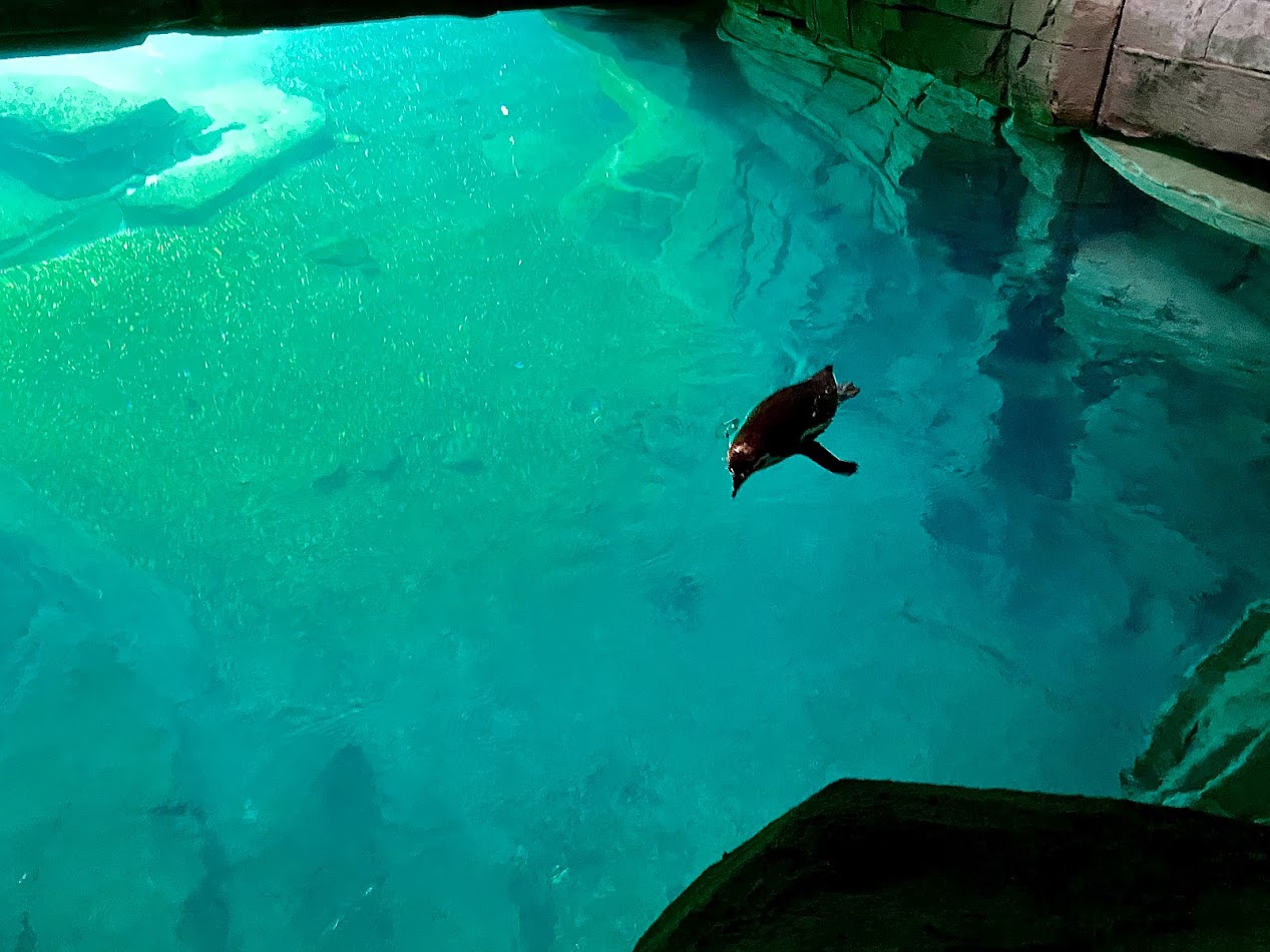 Tierpark Hagenbeck- Humboldt penguin swimming in a cave- 2022