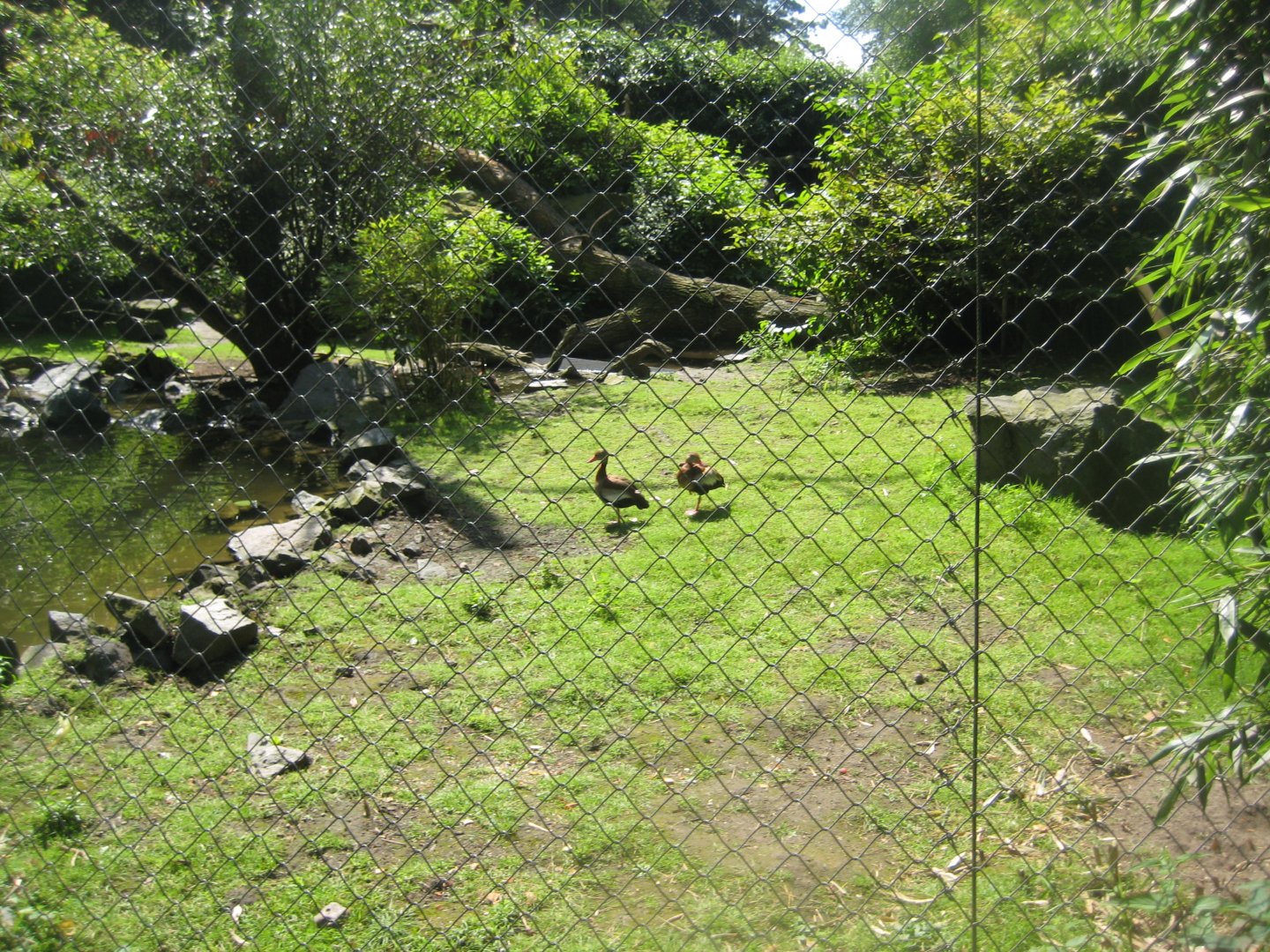 Tierpark Hagenbeck - Macaw aviary