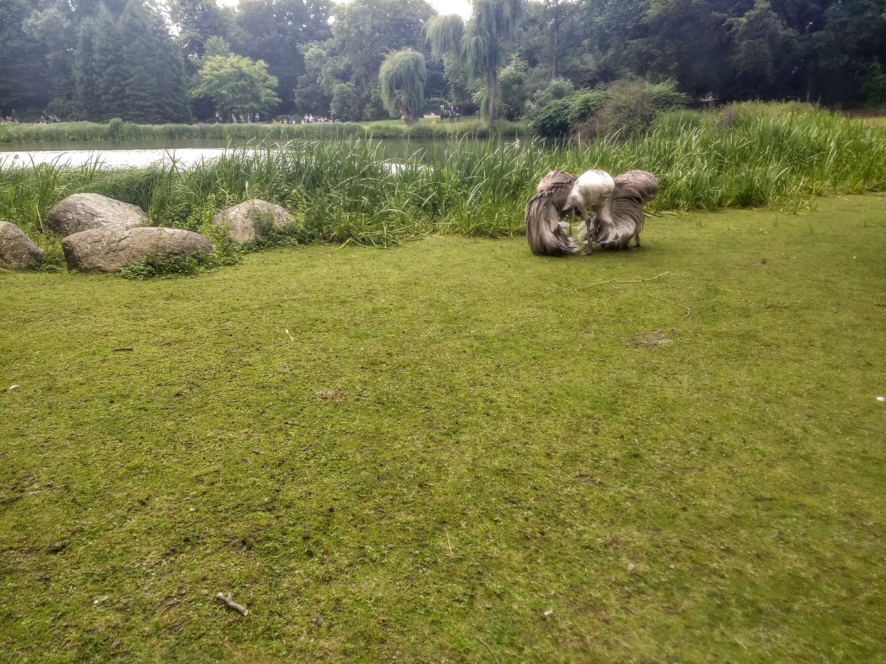 Tierpark Hagenbeck- male emu trying to impress two female emus- 2020