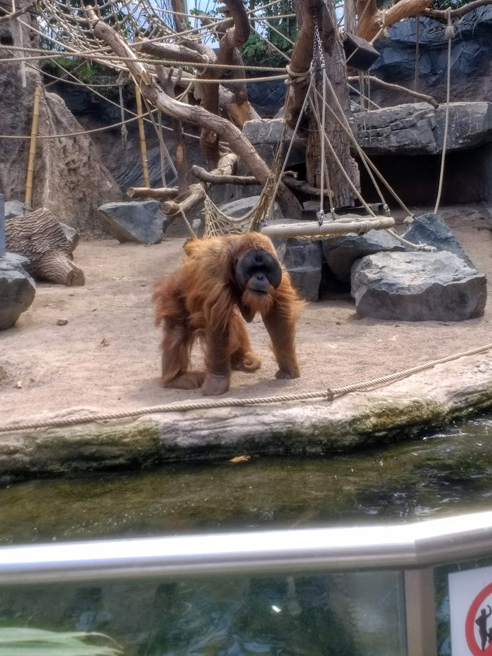 Tierpark Hagenbeck- male sumatran orang-utan Tuan- 2020