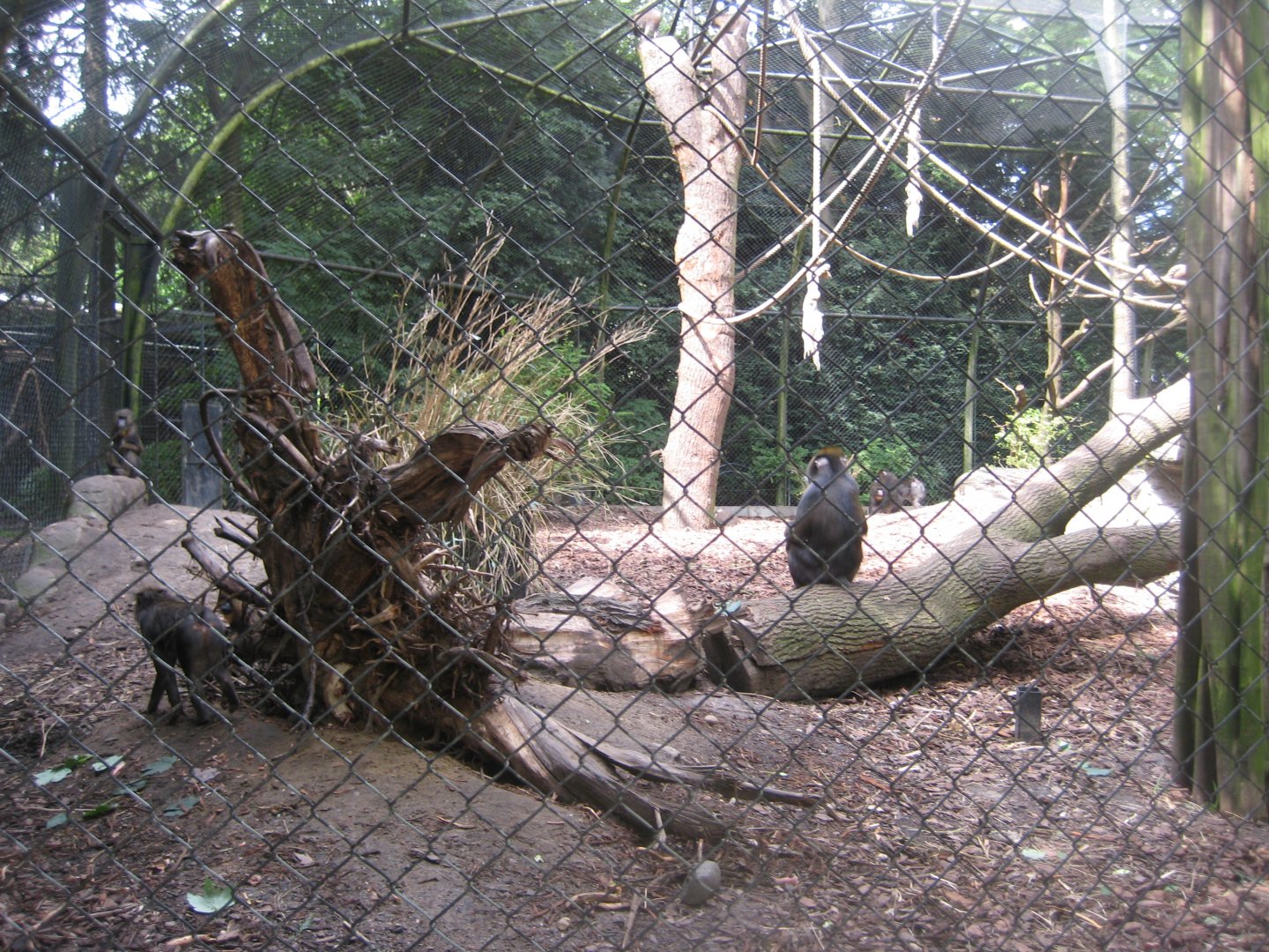 Tierpark Hagenbeck - Mandrill exhibit
