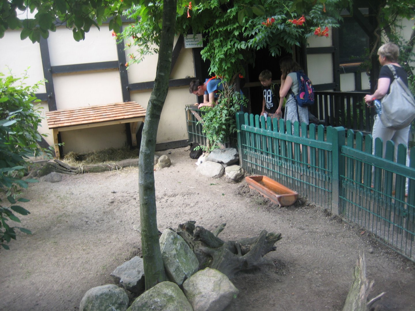 Tierpark Hagenbeck - Minipig exhibit