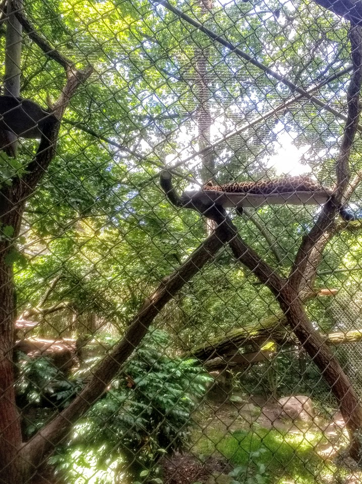 Tierpark Hagenbeck- northern chinese leopard sleeping- 2020
