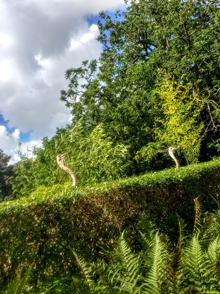 Tierpark Hagenbeck- ostriches peeking over the hedge in order to eat- 2020