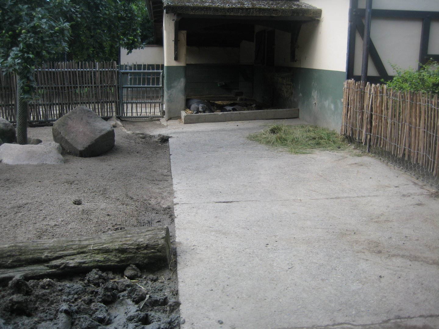 Tierpark Hagenbeck - Pig exhibit