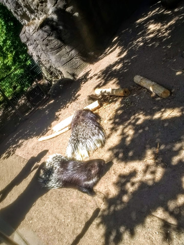 Tierpark Hagenbeck- porcupine- 2020