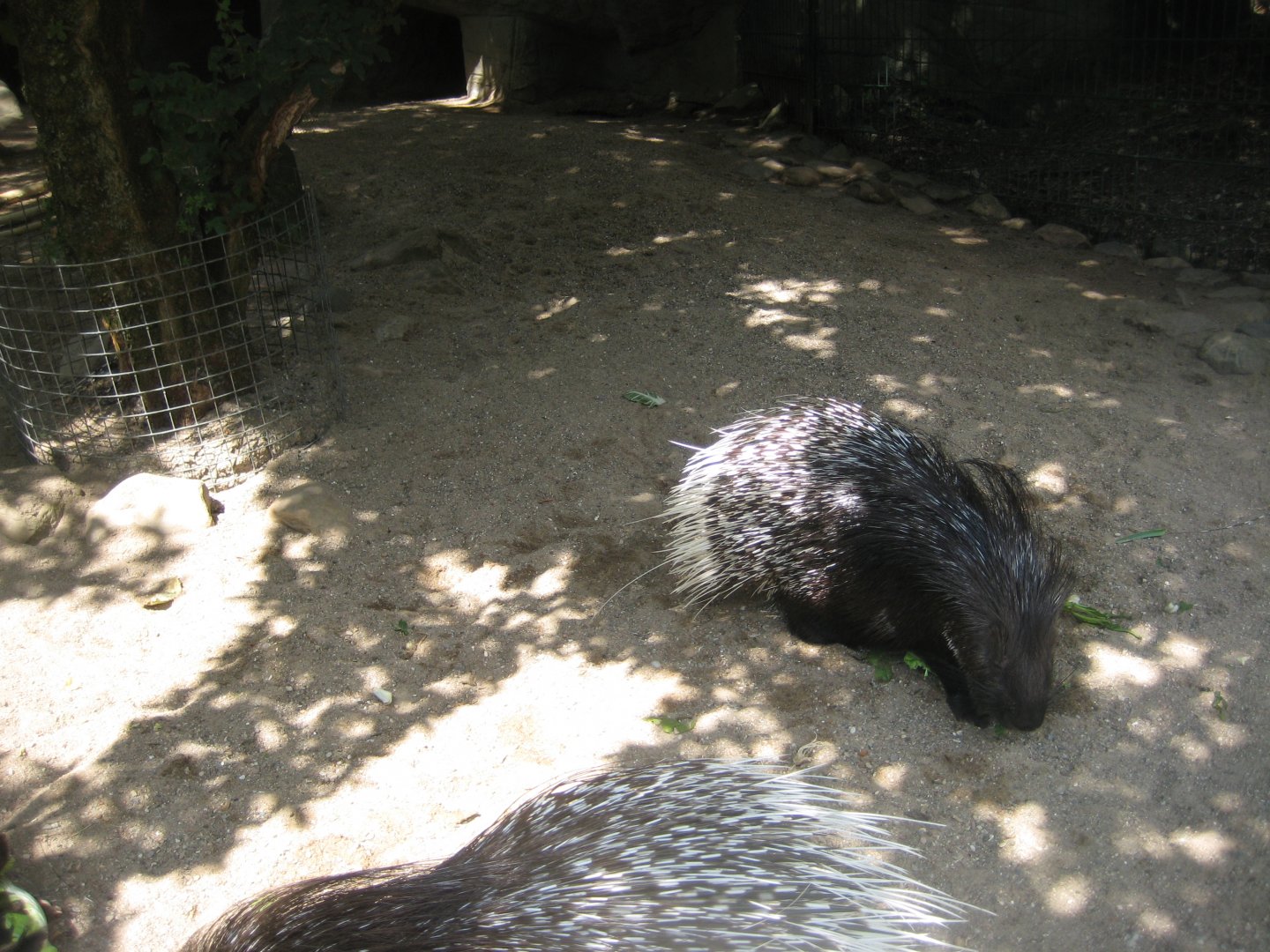 Tierpark Hagenbeck - Porcupine exhibit