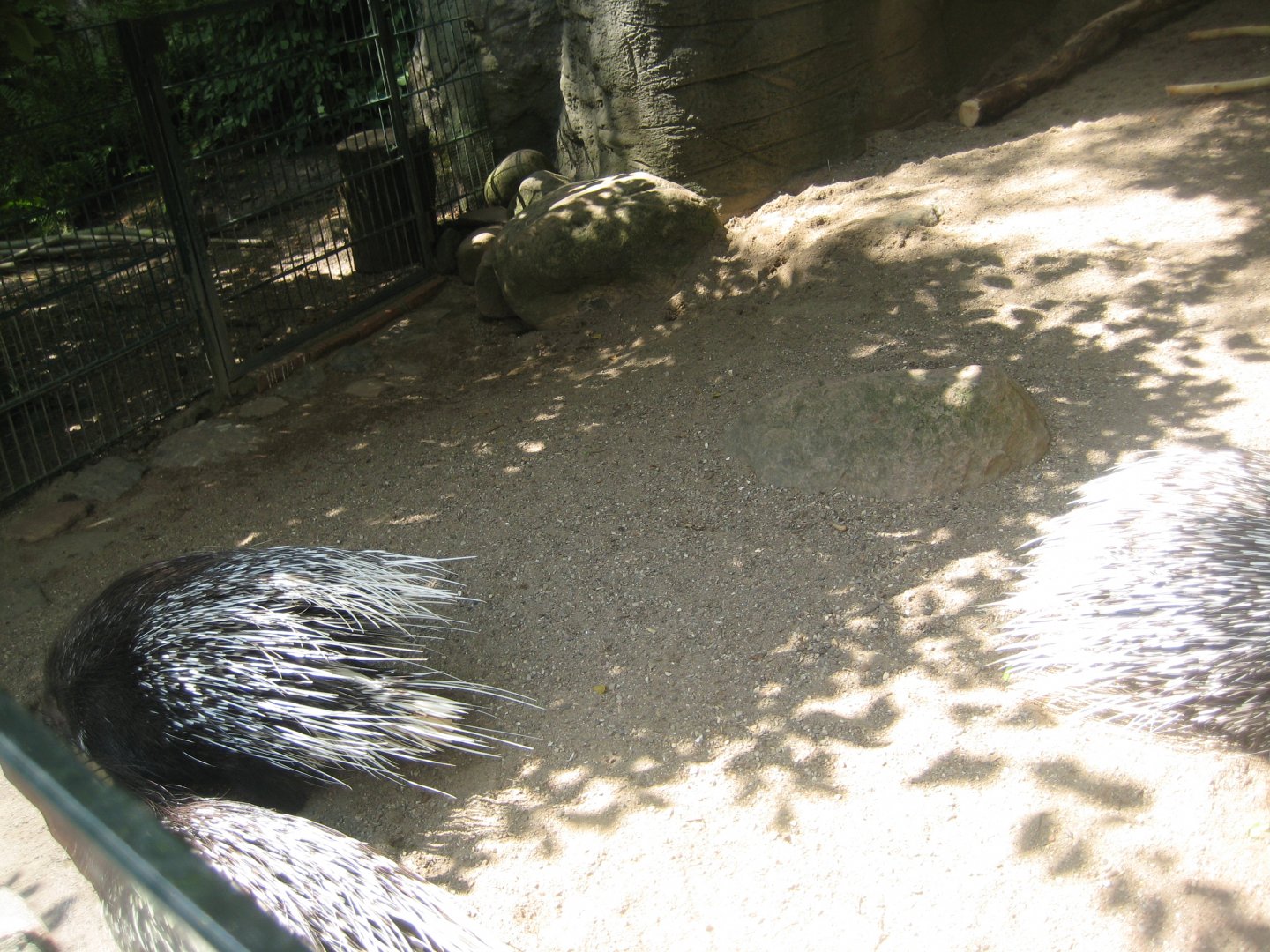 Tierpark Hagenbeck - Porcupine exhibit