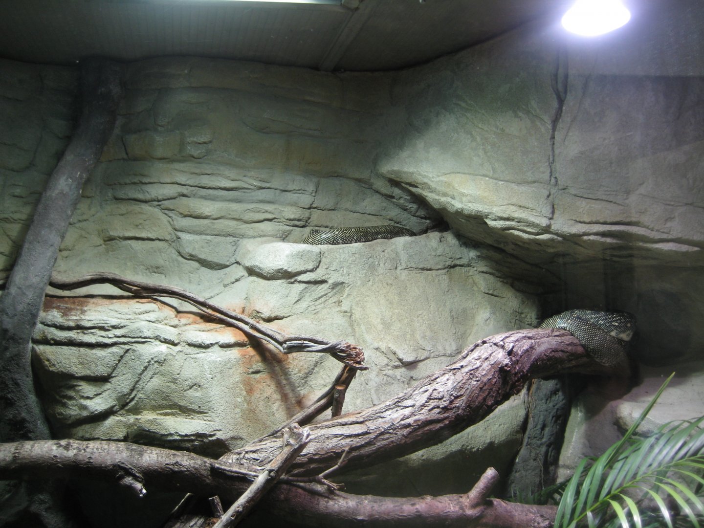 Tierpark Hagenbeck - Python exhibit