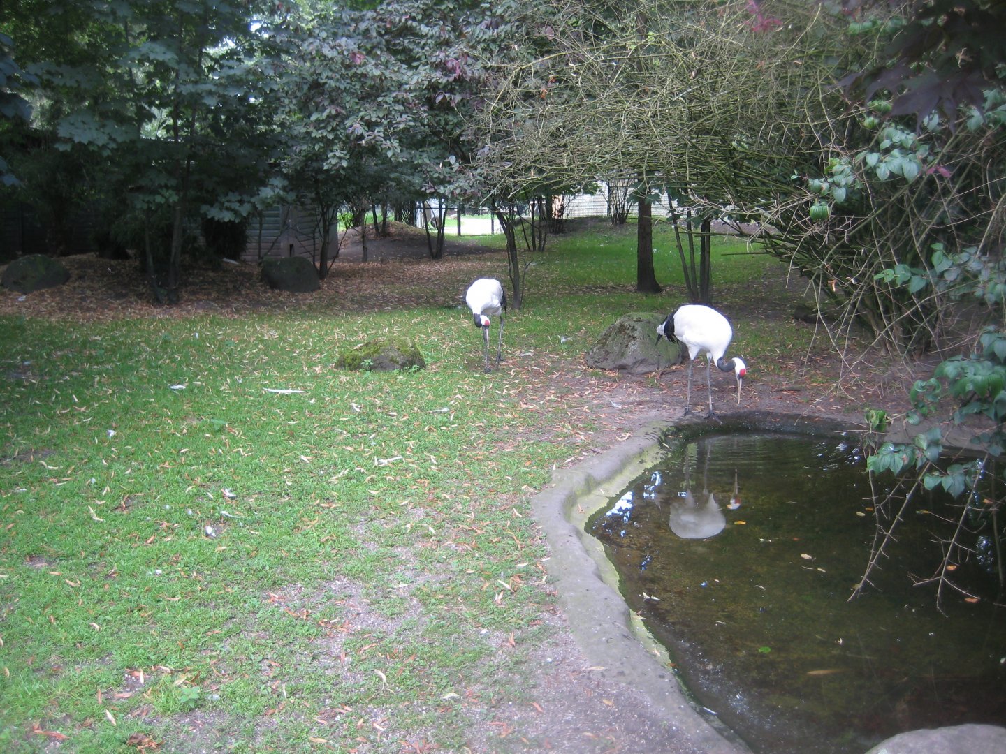 Tierpark Hagenbeck - Red-crowned crane exhibit
