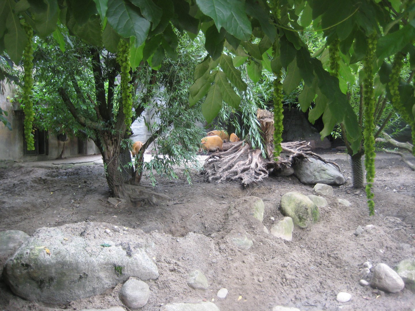 Tierpark Hagenbeck - Red river hog exhibit