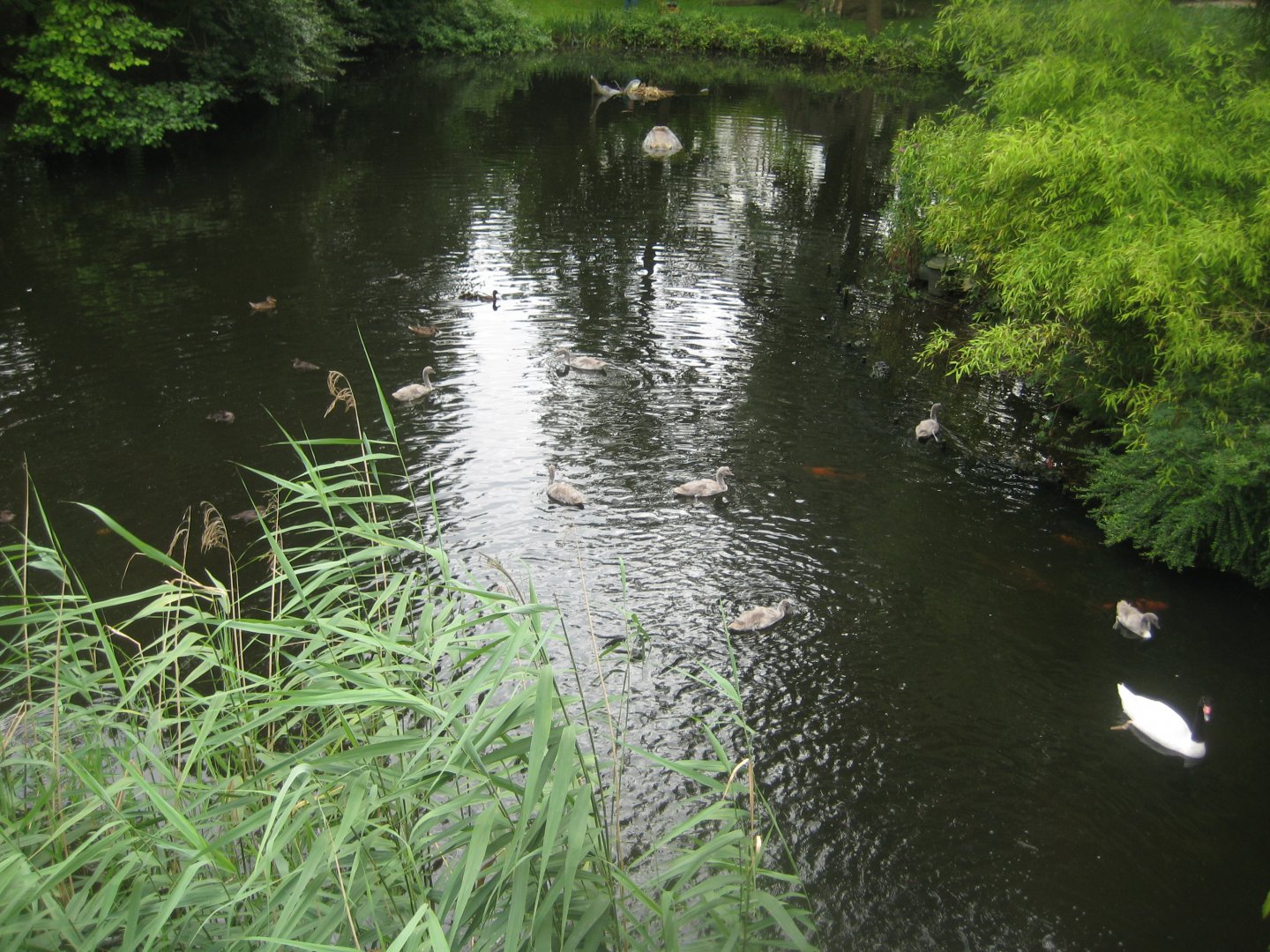 Tierpark Hagenbeck - Saurier-Teich