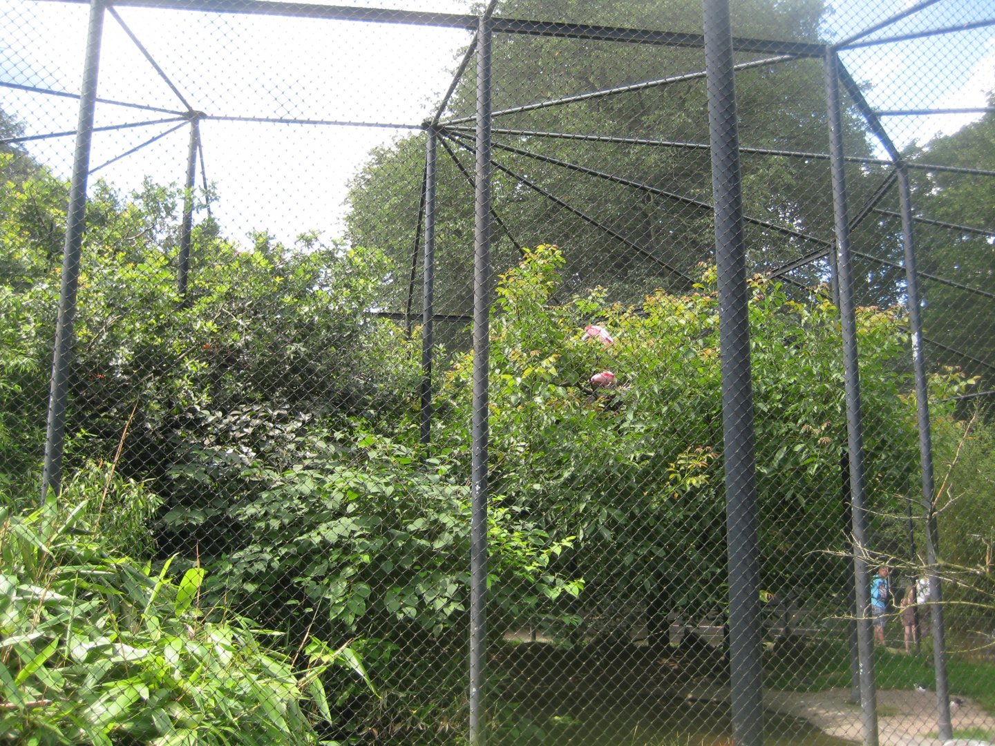 Tierpark Hagenbeck - South American aviary