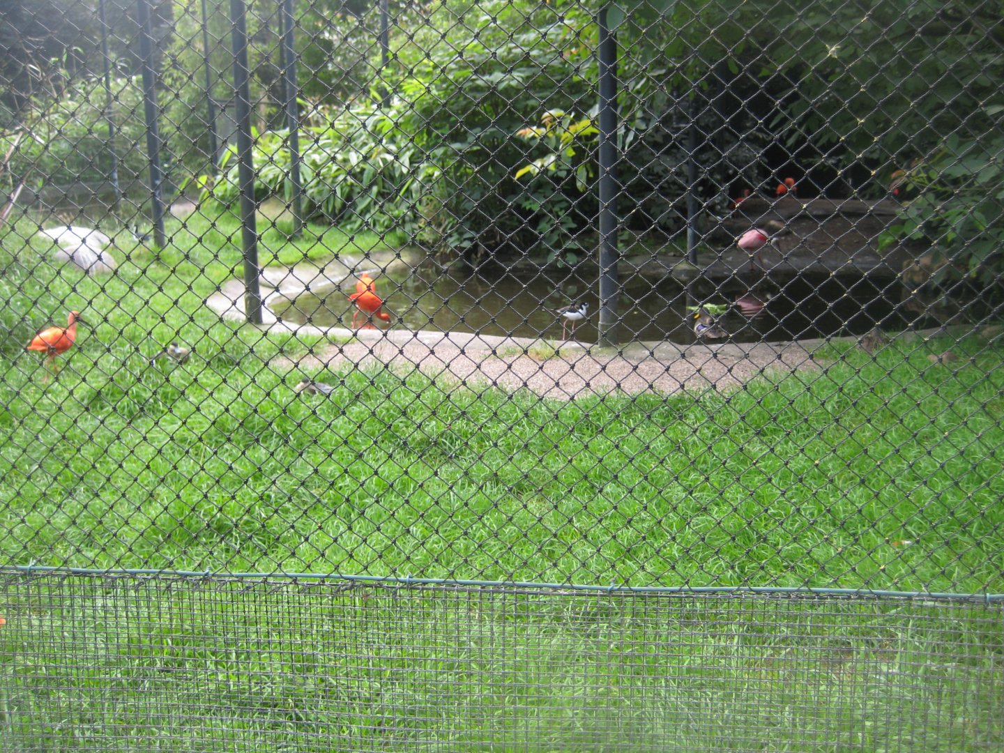 Tierpark Hagenbeck - South American aviary