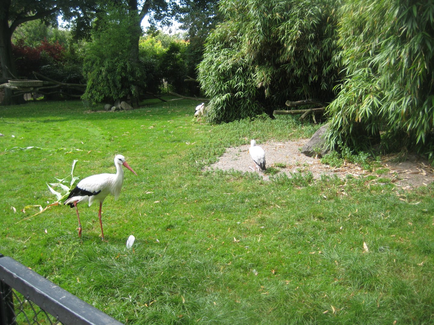 Tierpark Hagenbeck - Stork exhibit