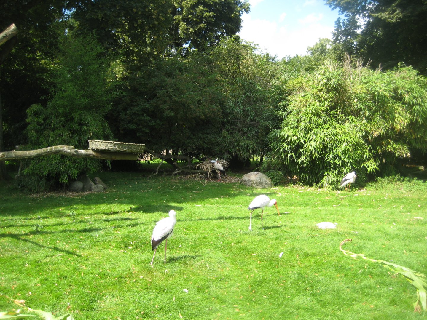 Tierpark Hagenbeck - Stork exhibit