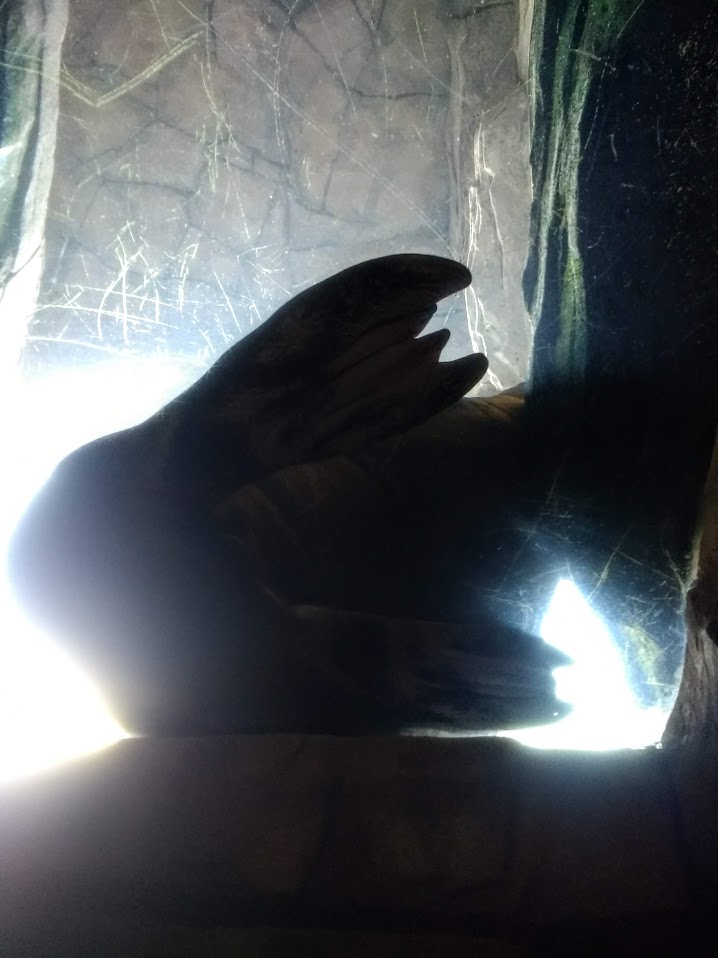 Tierpark Hagenbeck- walrus from below- 2020