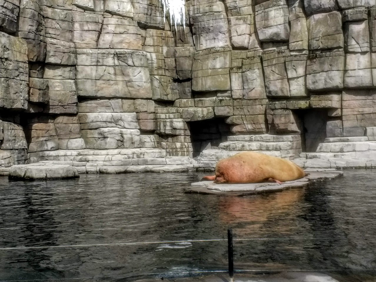 Tierpark Hagenbeck- walrus lying on an island- 2020