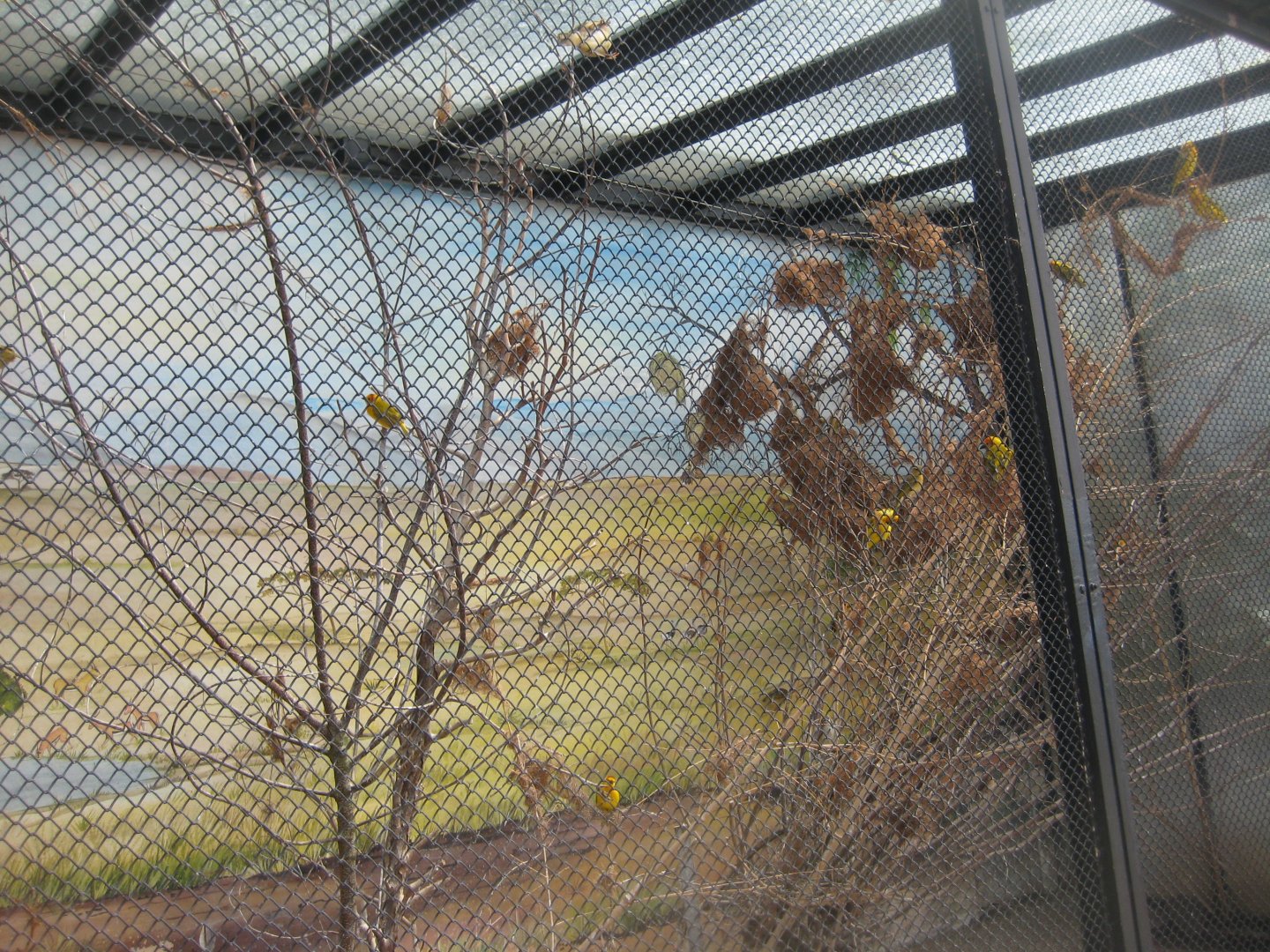 Tierpark Hagenbeck - Weaver aviary