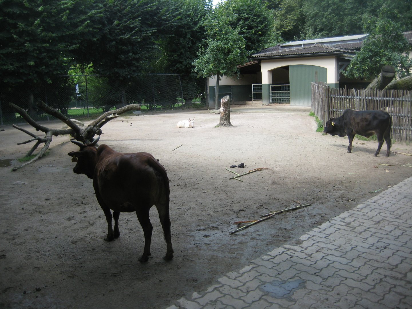 Tierpark Hagenbeck - Zebu exhibit